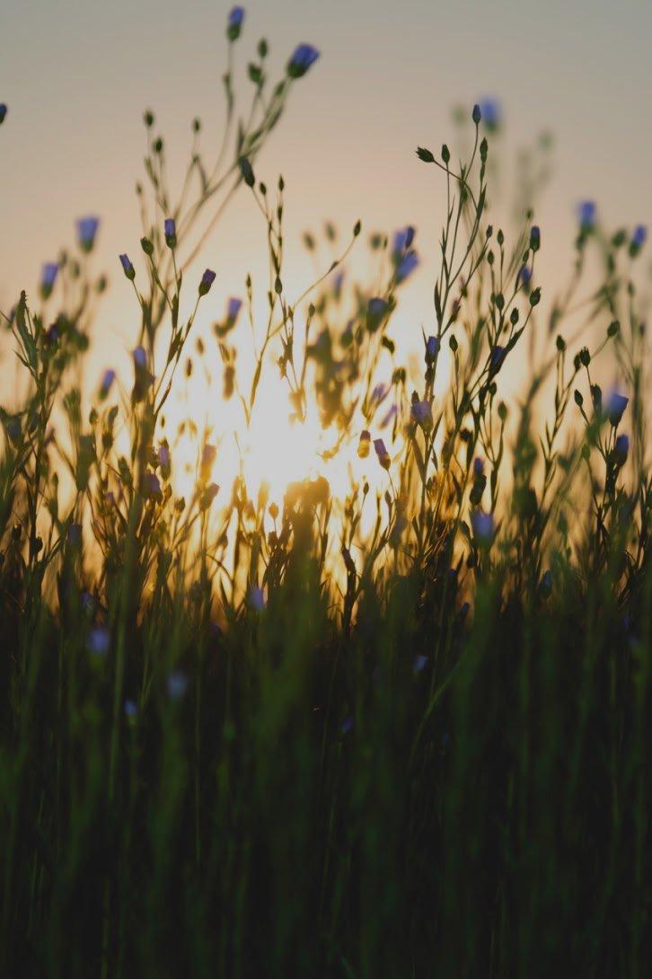 european flax