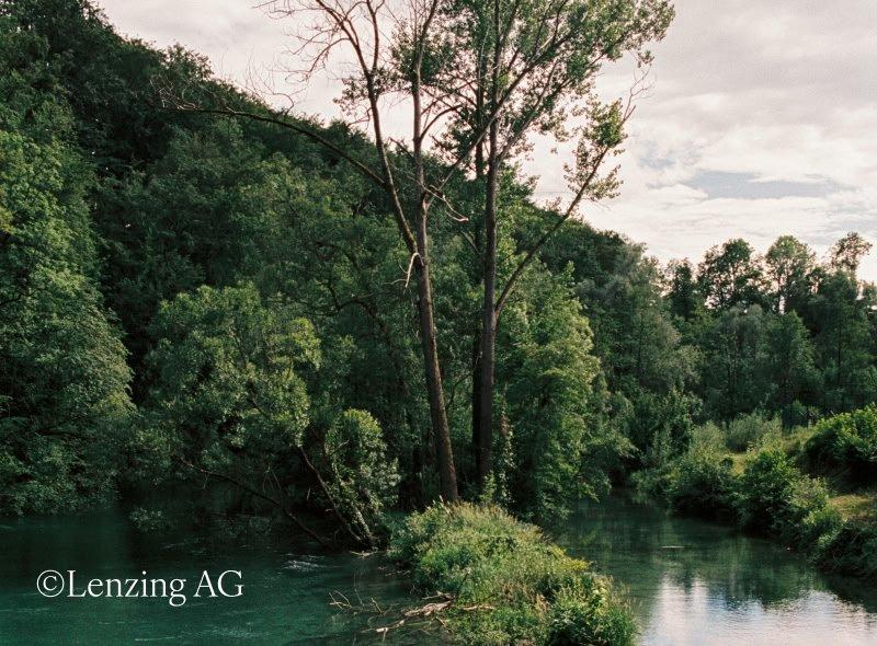 a river with a tree in the middle of it