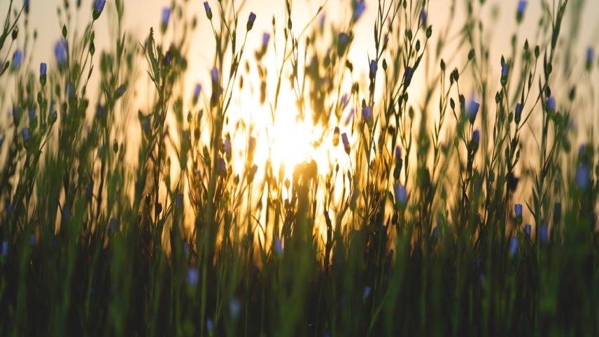 a blurry photo of grass and the sun in the distance